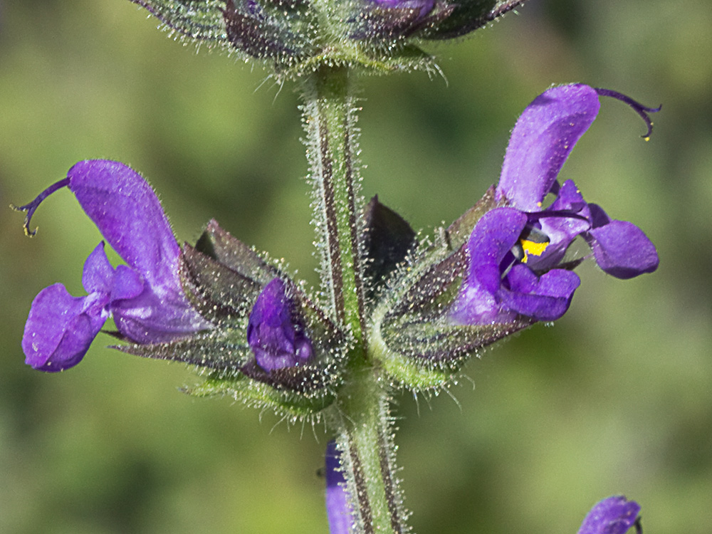 Verbenaca, gallocresta (Salvia verbenaca)