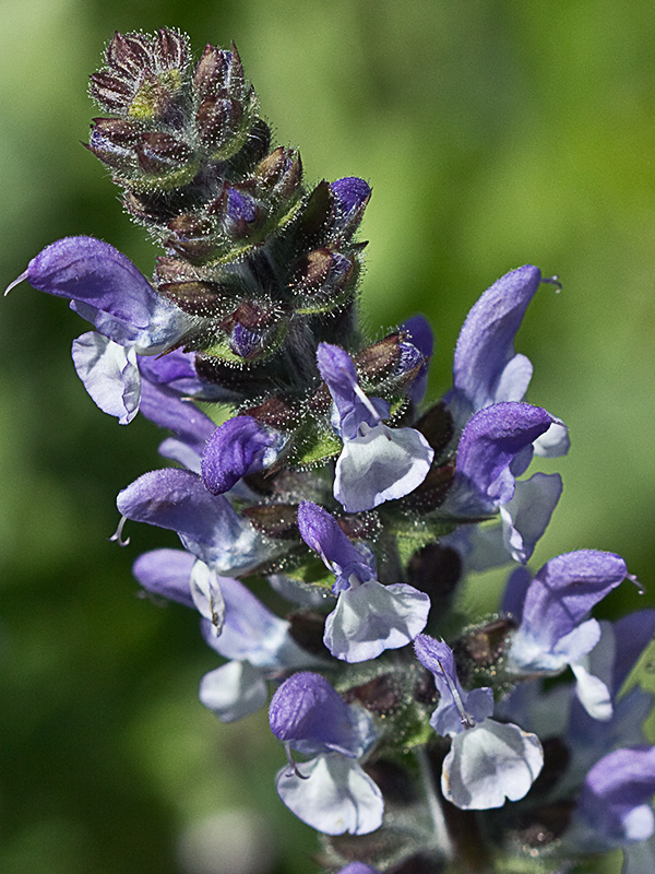 Salvia de la pradera