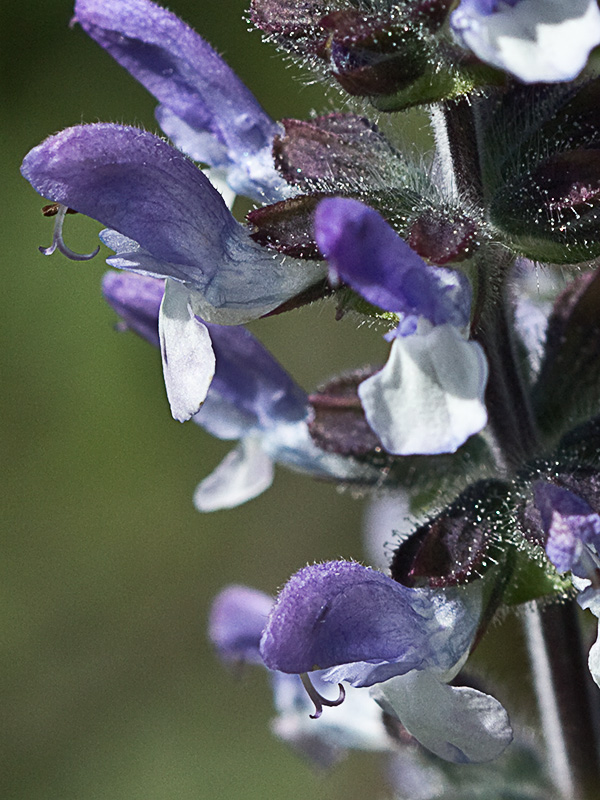 Salvia de la pradera