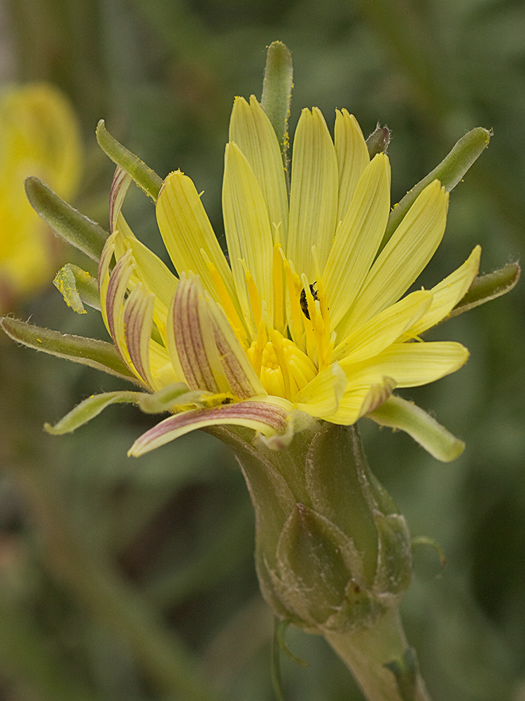Scorzonera angustifolia L. (Teta de vaca)