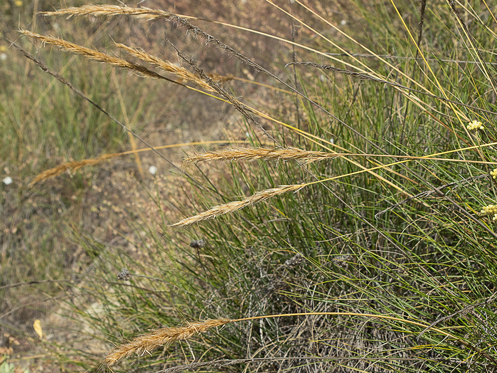 Espartera (Stipa tenacissima)