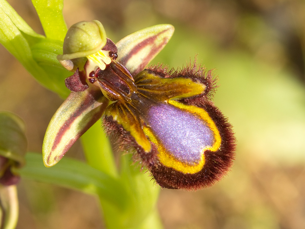 Orquídea abeja u orquídea espejo (Ophrys speculum)