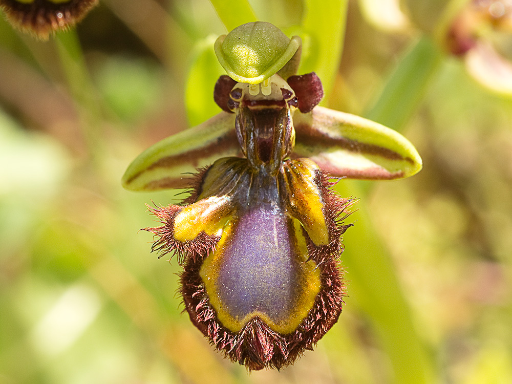 Orquídea abeja u orquídea espejo (Ophrys speculum)