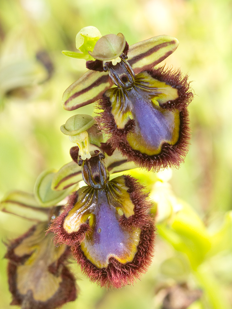 Orquídea abeja u orquídea espejo (Ophrys speculum)