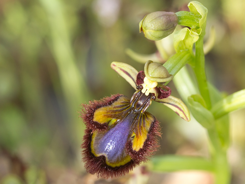 Orquídea abeja u orquídea espejo (Ophrys speculum)