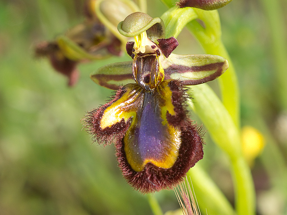 Orquídea abeja u orquídea espejo (Ophrys speculum)