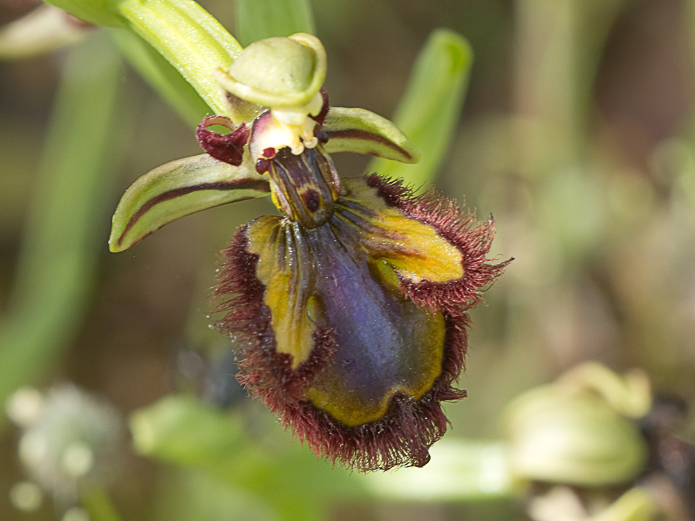 Orquídea abeja u orquídea espejo (Ophrys speculum)