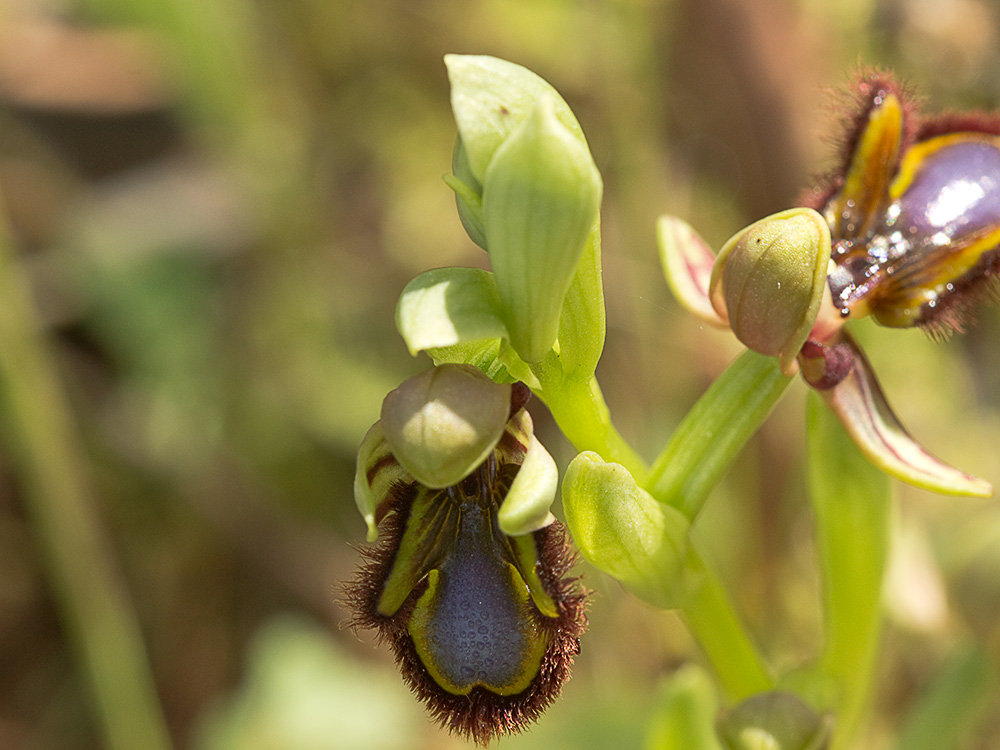 Orquídea abeja u orquídea espejo (Ophrys speculum)