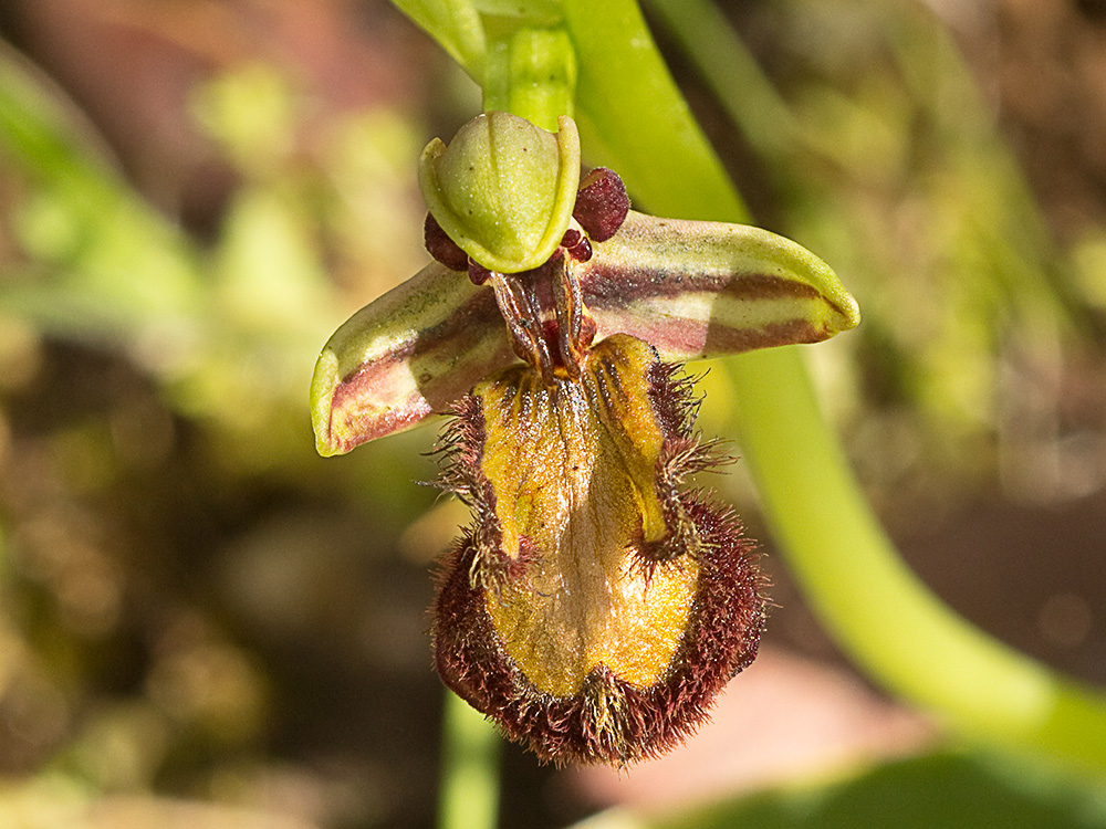 Orquídea abeja o orquídea espejo (Ophrys speculum)