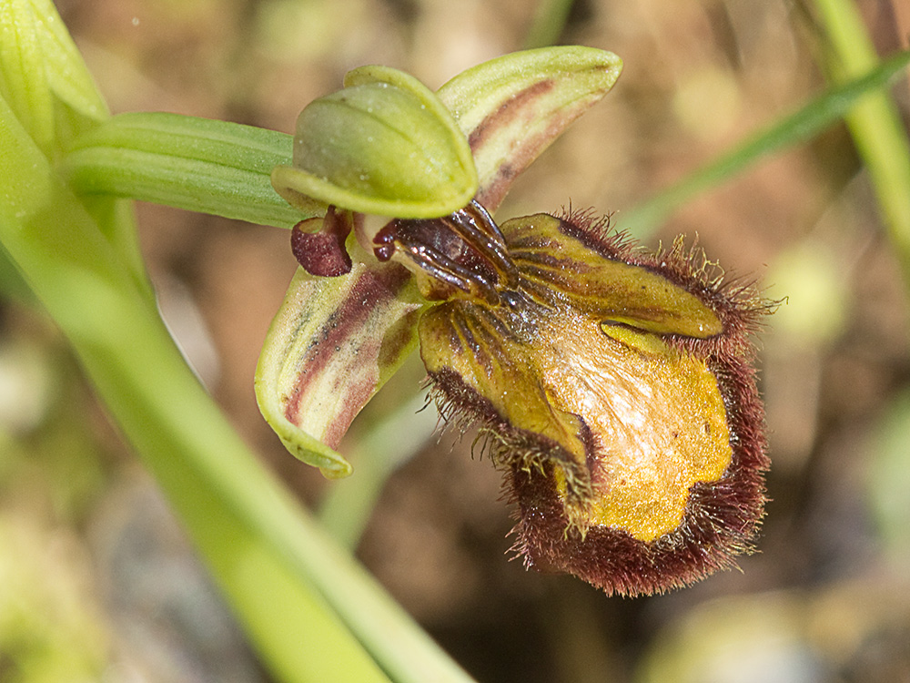 Orquídea abeja u orquídea espejo (Ophrys speculum)