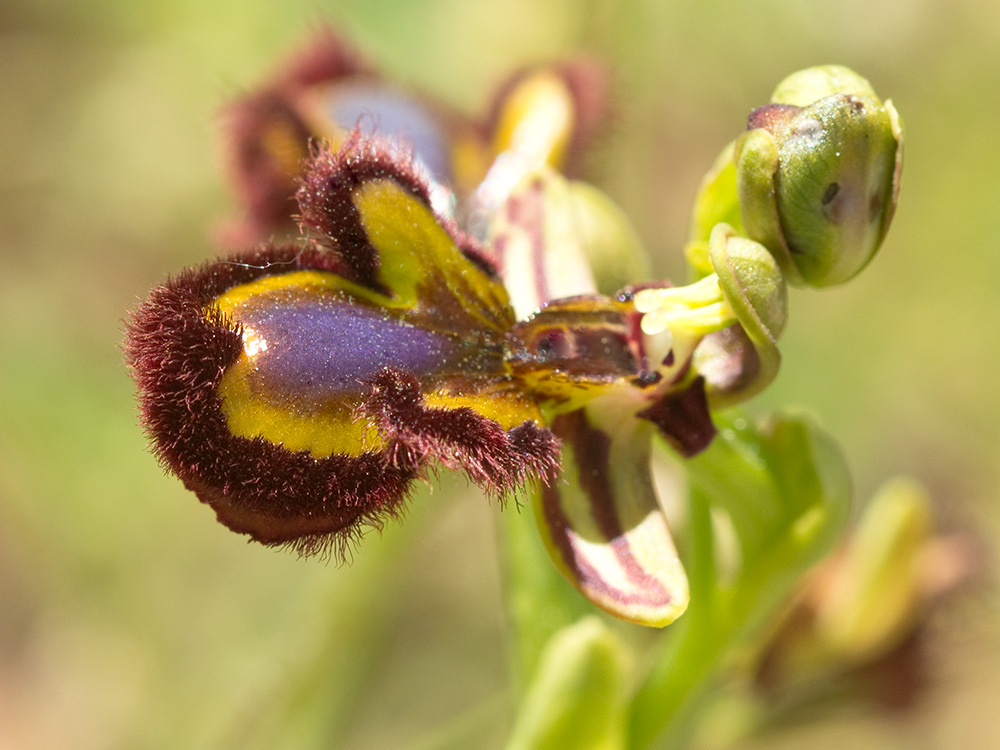 Orquídea abeja u orquídea espejo (Ophrys speculum)