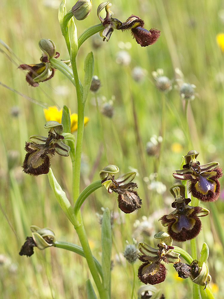 Orquídea abeja u orquídea espejo (Ophrys speculum)
