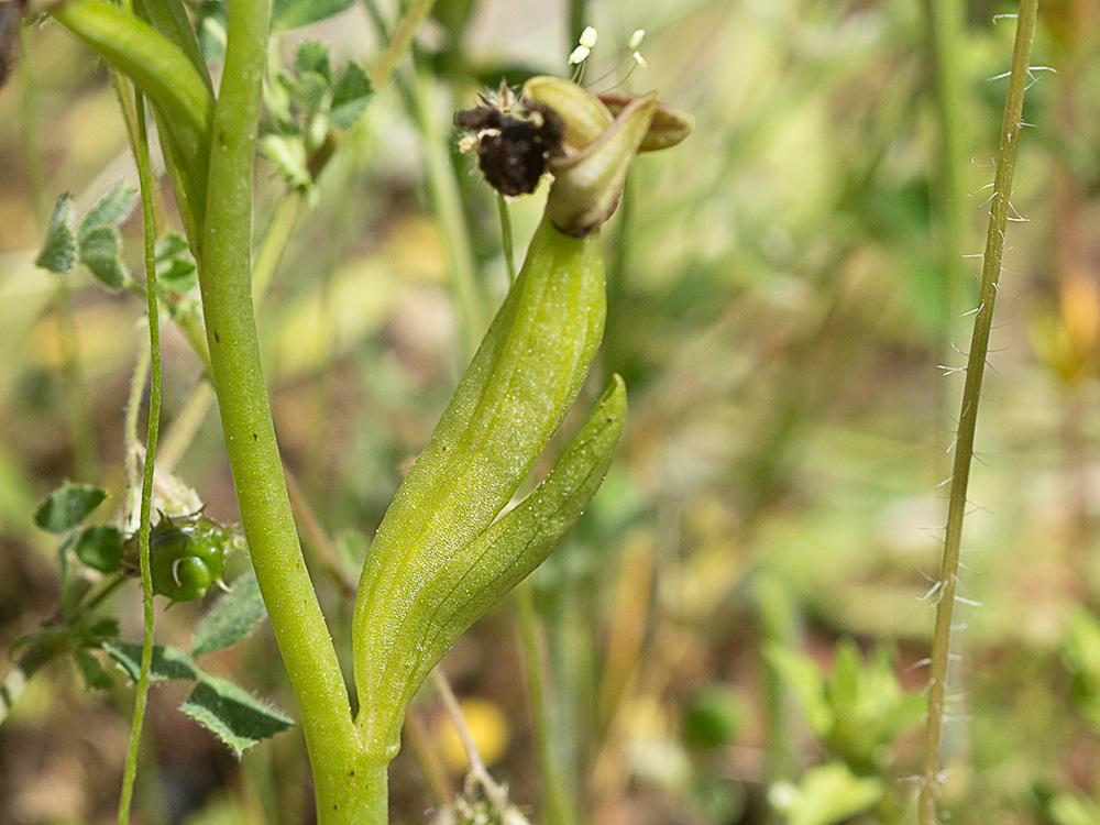 El fruto en cápsula de la Orquídea abeja u orquídea espejo (Ophrys speculum)