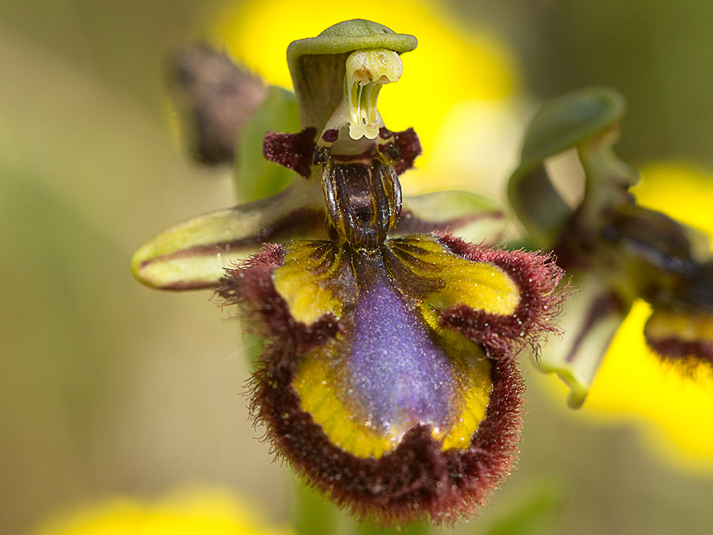 Orquídea abeja u orquídea espejo (Ophrys speculum)