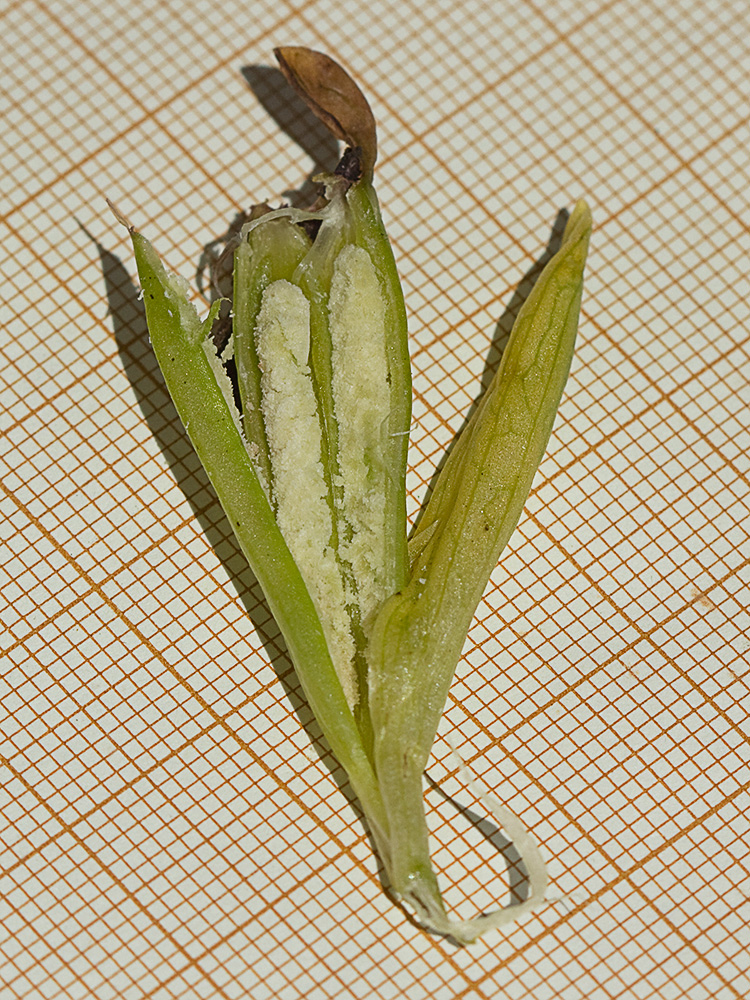 El fruto es una cápsula con numerosas semillas de la Orquídea abeja u orquídea espejo (Ophrys speculum)