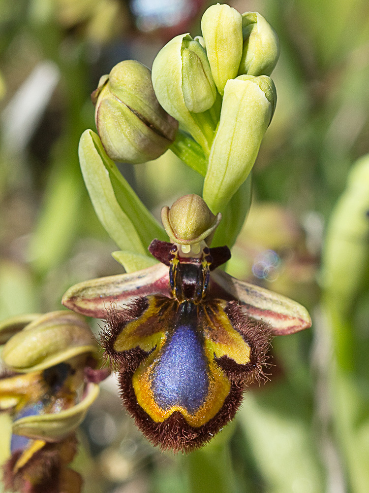 Orquídea abeja u orquídea espejo (Ophrys speculum)