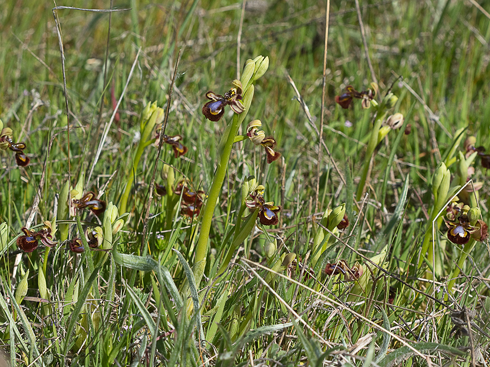 Orquídea abeja u orquídea espejo (Ophrys speculum)