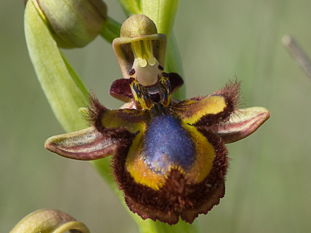 Orquídea abeja u orquídea espejo (Ophrys speculum)