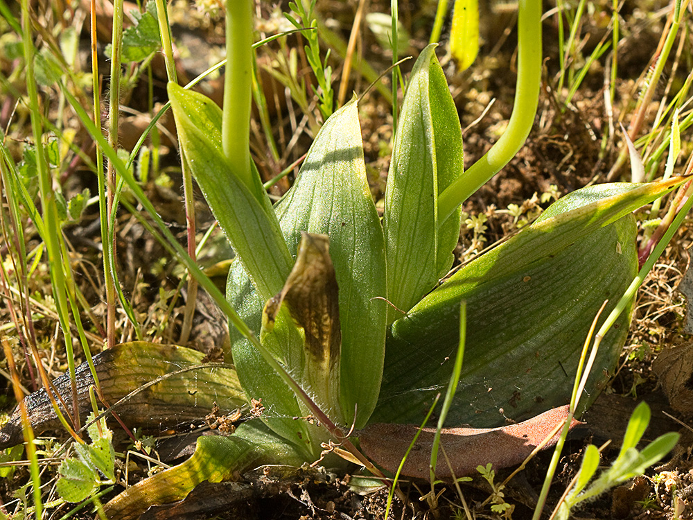 Orquídea abeja u orquídea espejo (Ophrys speculum)