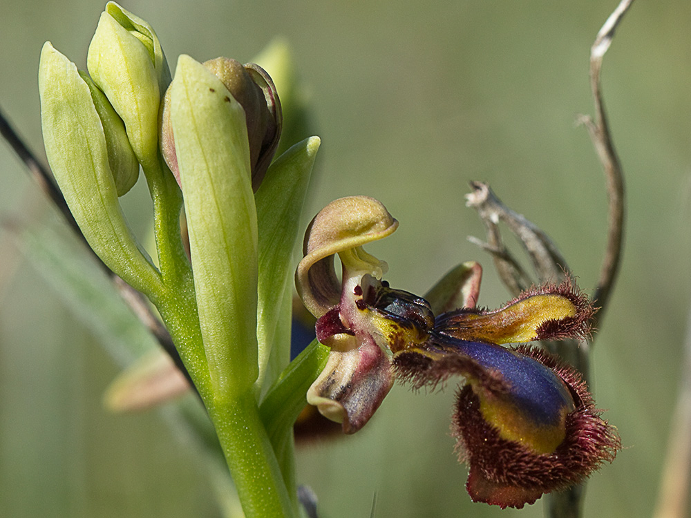 Orquídea abeja u orquídea espejo (Ophrys speculum)