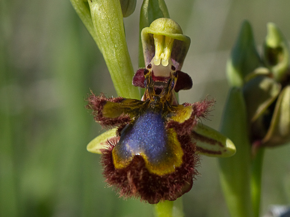 Orquídea abeja u orquídea espejo (Ophrys speculum)