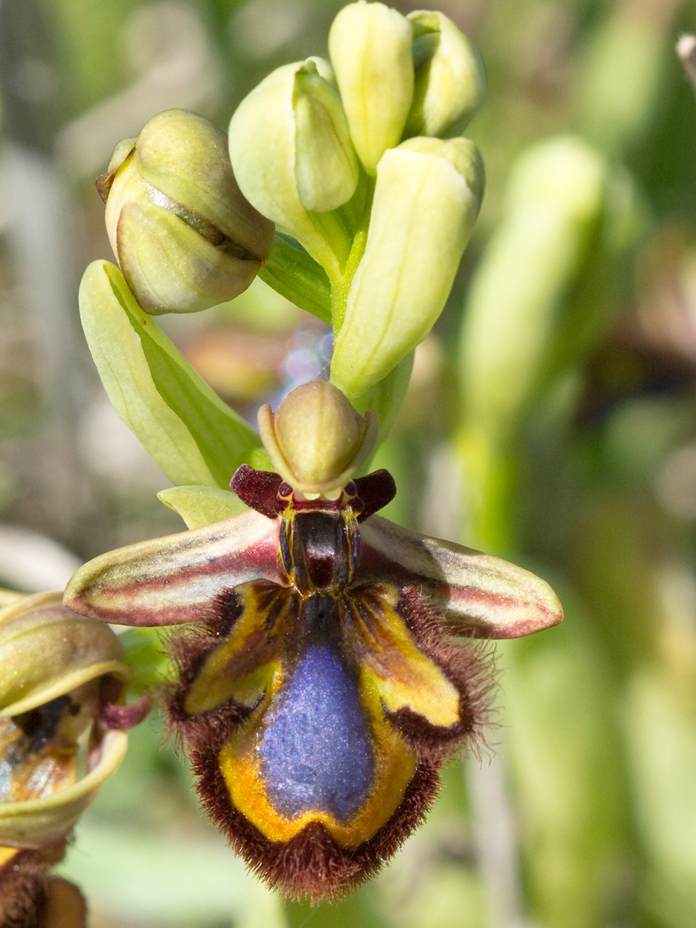 Orquídea abeja u orquídea espejo (Ophrys speculum)