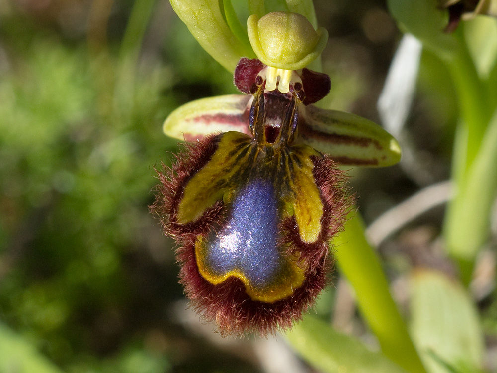 Orquídea abeja u orquídea espejo (Ophrys speculum)