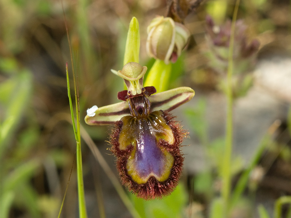 Orquídea abeja u orquídea espejo (Ophrys speculum)