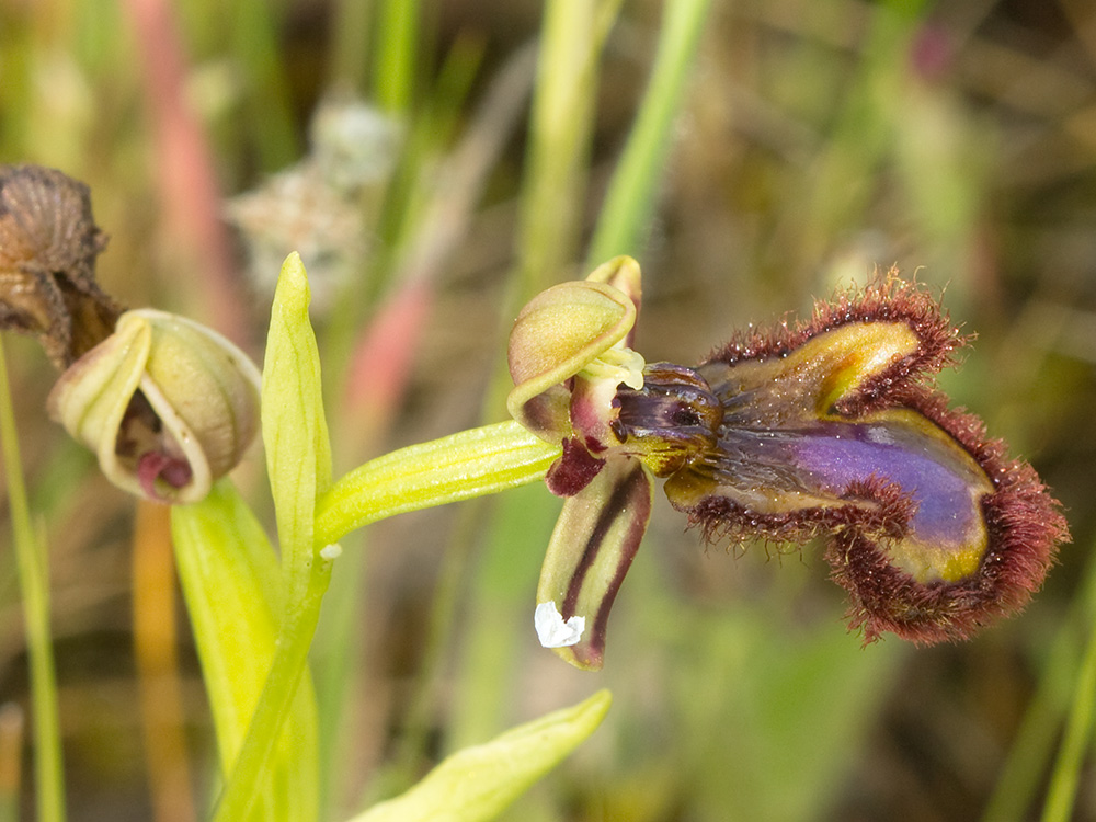 Orquídea abeja u orquídea espejo (Ophrys speculum)
