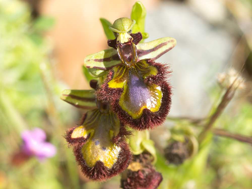 Orquídea abeja u orquídea espejo (Ophrys speculum)