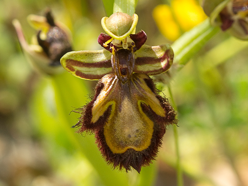 Orquídea abeja u orquídea espejo (Ophrys speculum)