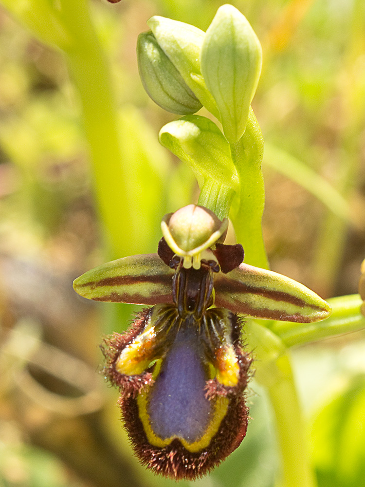 Orquídea abeja u orquídea espejo (Ophrys speculum)