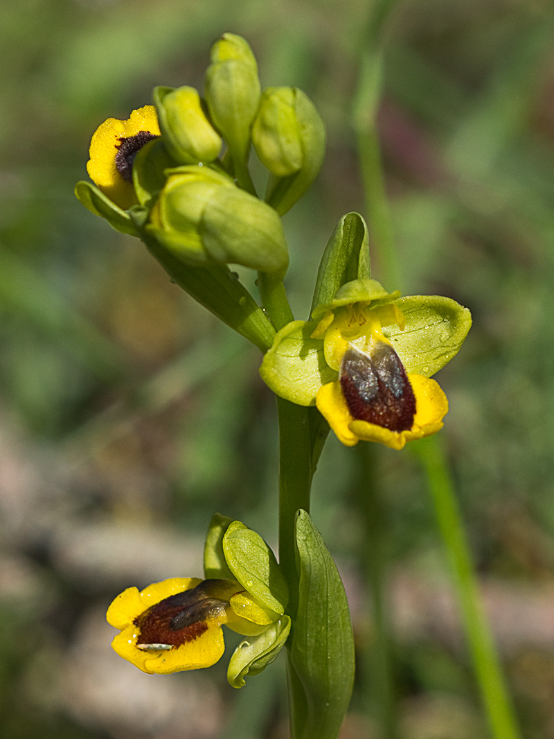 Abejera amarilla (Ophrys lutea)