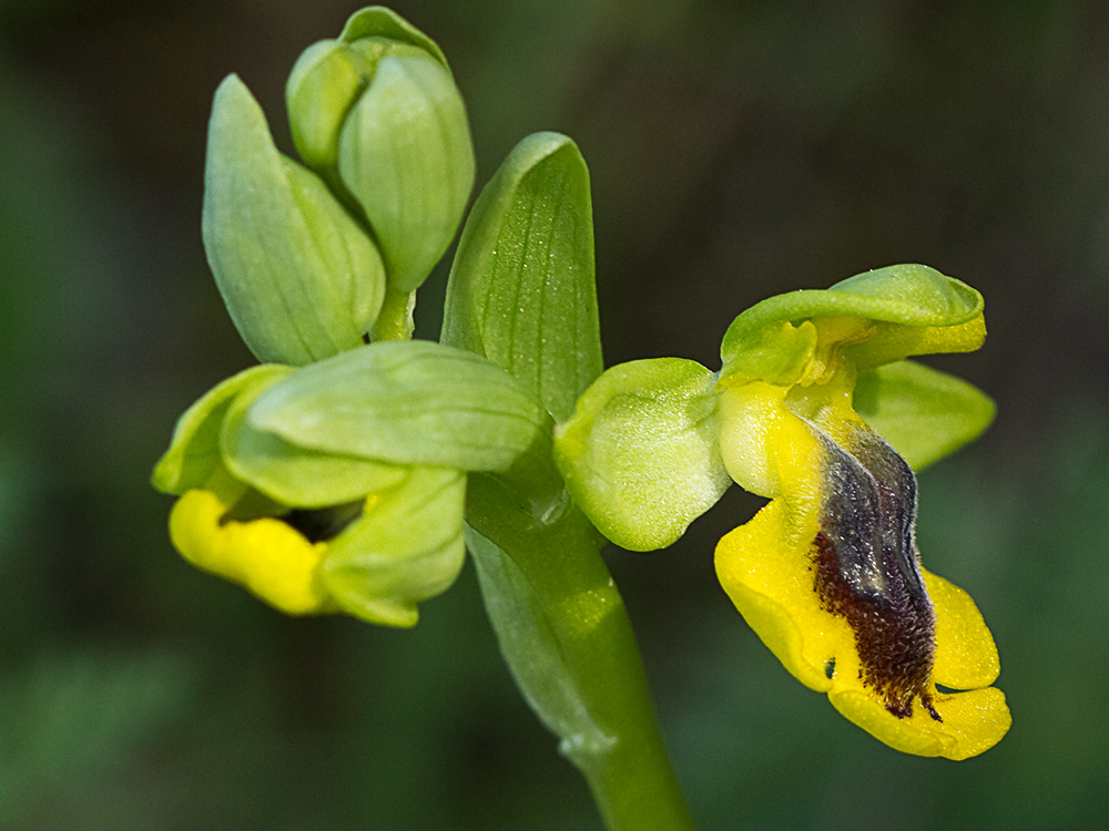 Abejera amarilla (Ophrys lutea)