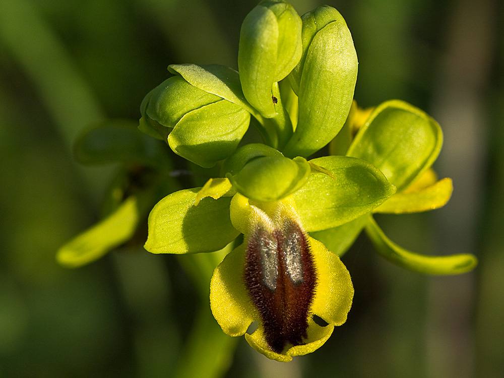 Abejera amarilla (Ophrys lutea)