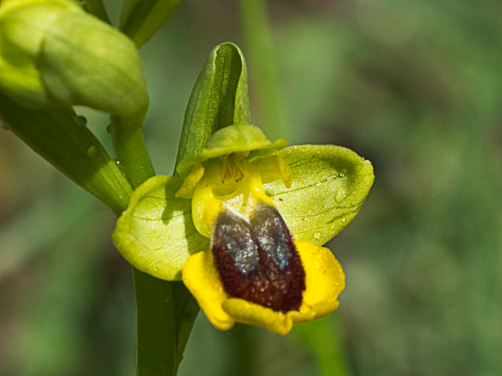 Abejera amarilla (Ophrys lutea)