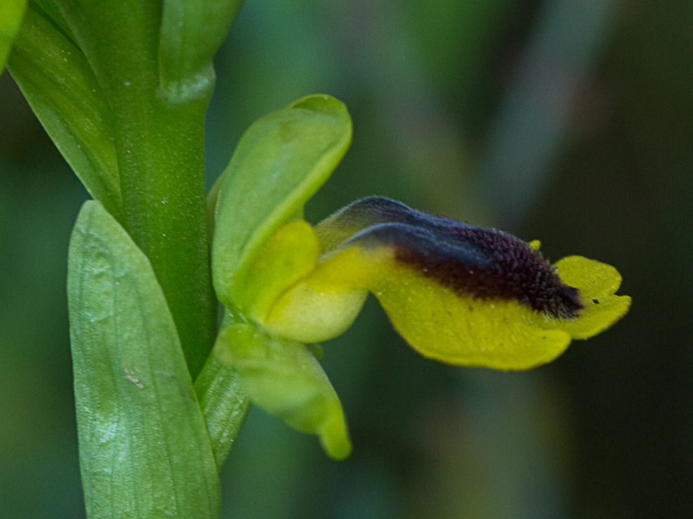 Abejera amarilla (Ophrys lutea)