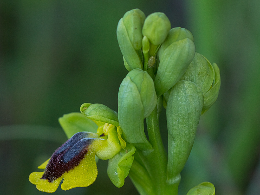Abejera amarilla (Ophrys lutea)