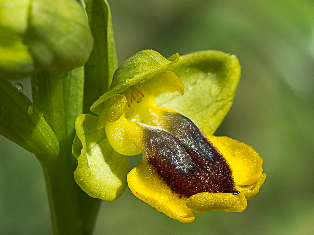 Abejera amarilla (Ophrys lutea)