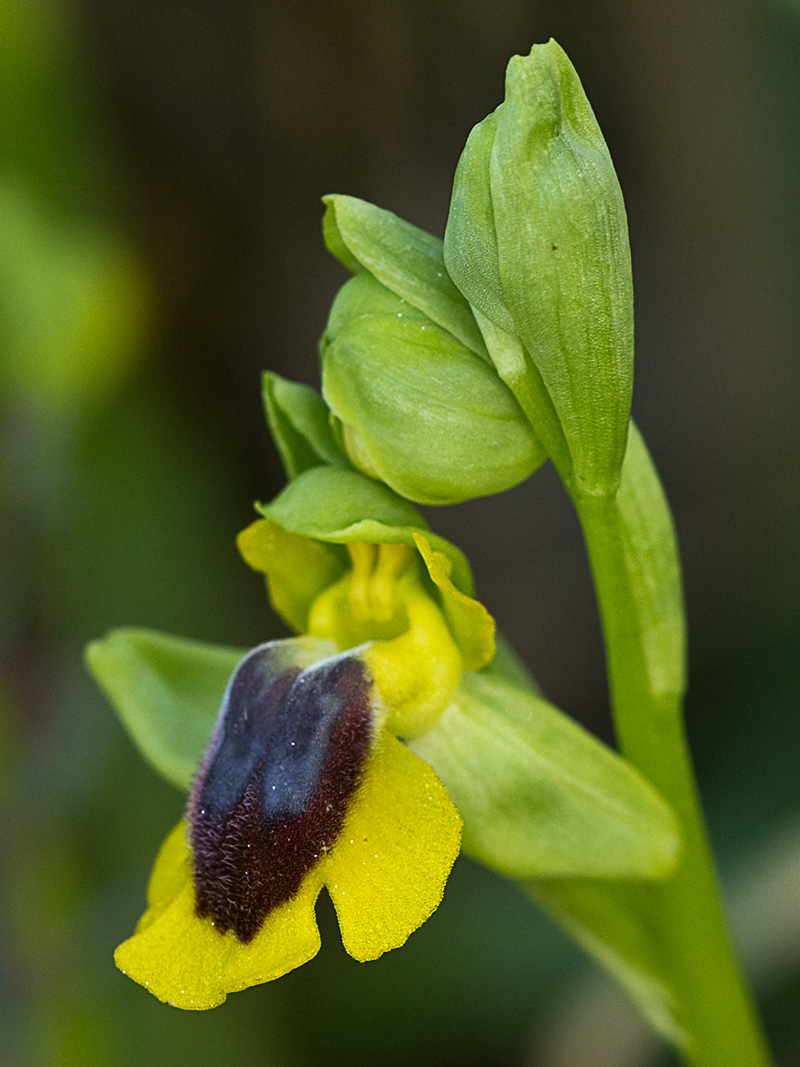 Abejera amarilla (Ophrys lutea)