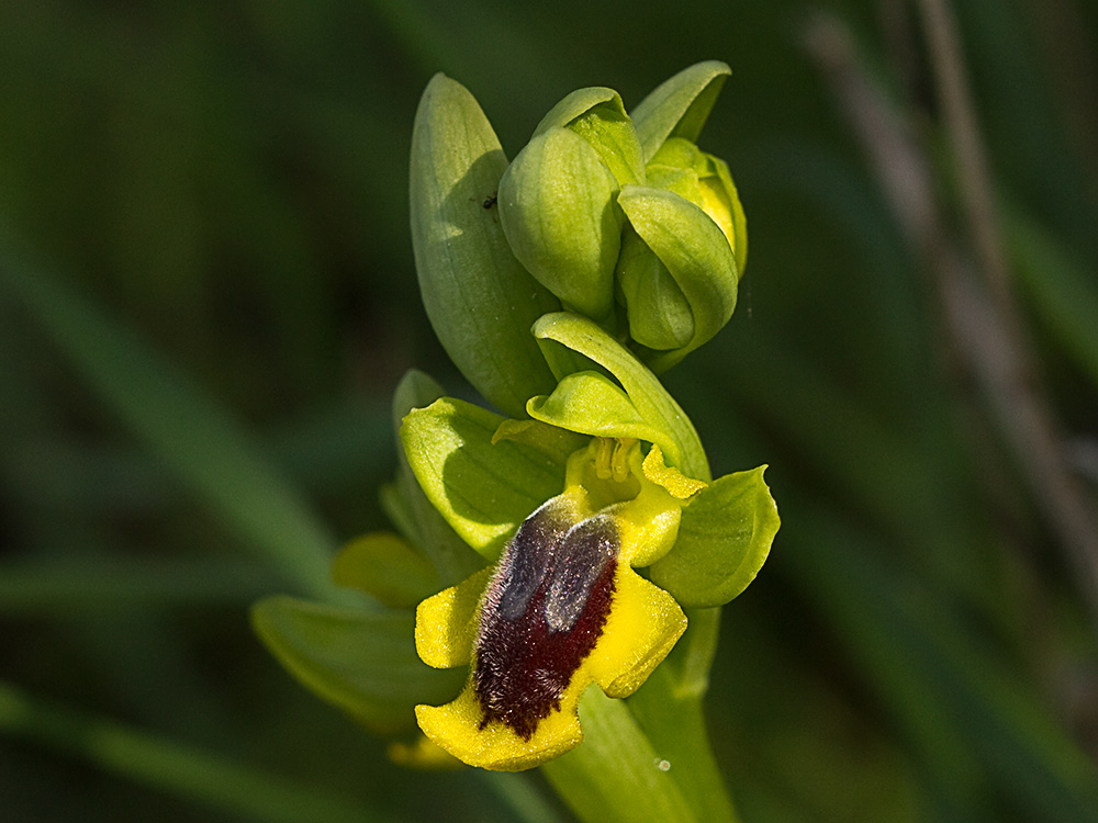 Abejera amarilla (Ophrys lutea)