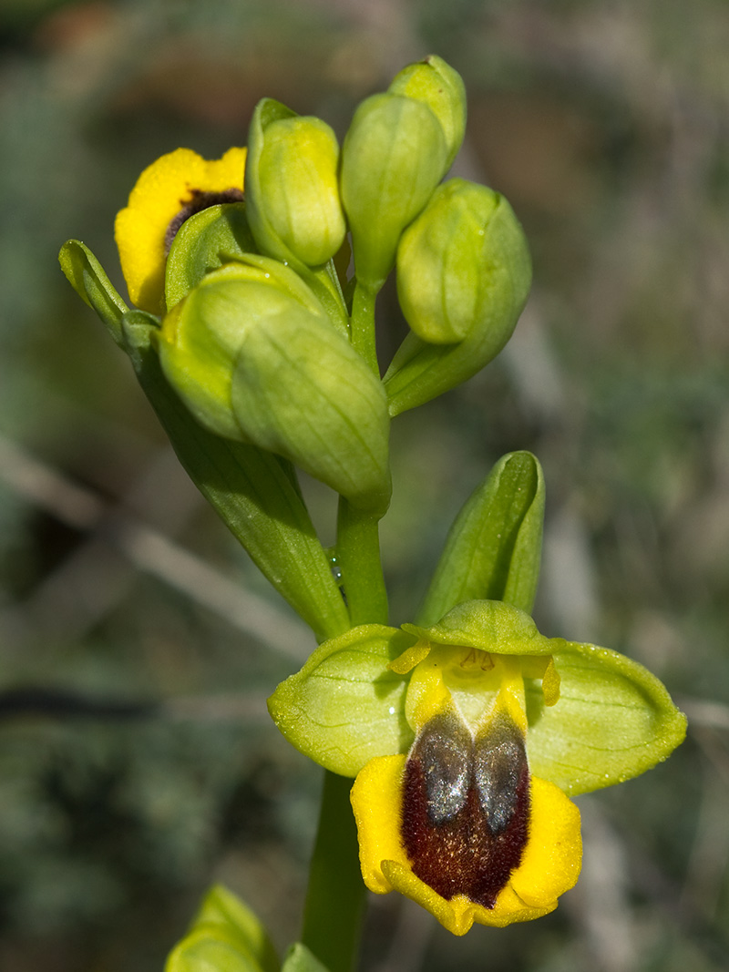 Abejera amarilla (Ophrys lutea)