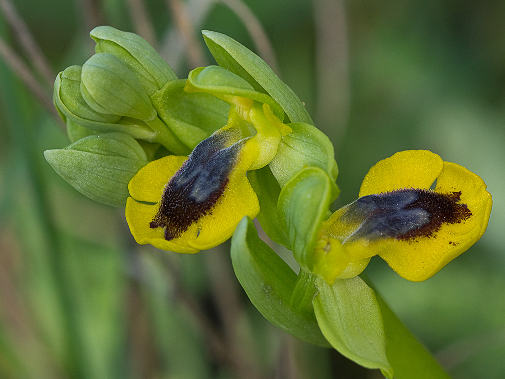 Abejera amarilla (Ophrys lutea)