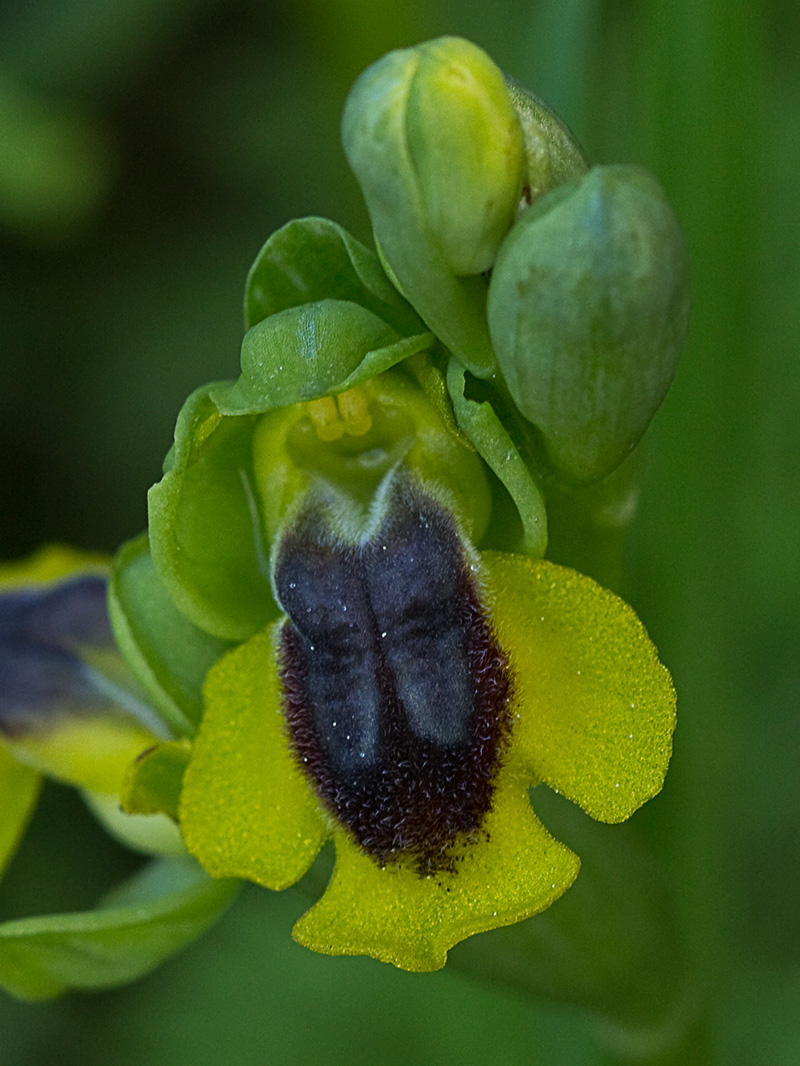 Abejera amarilla (Ophrys lutea)