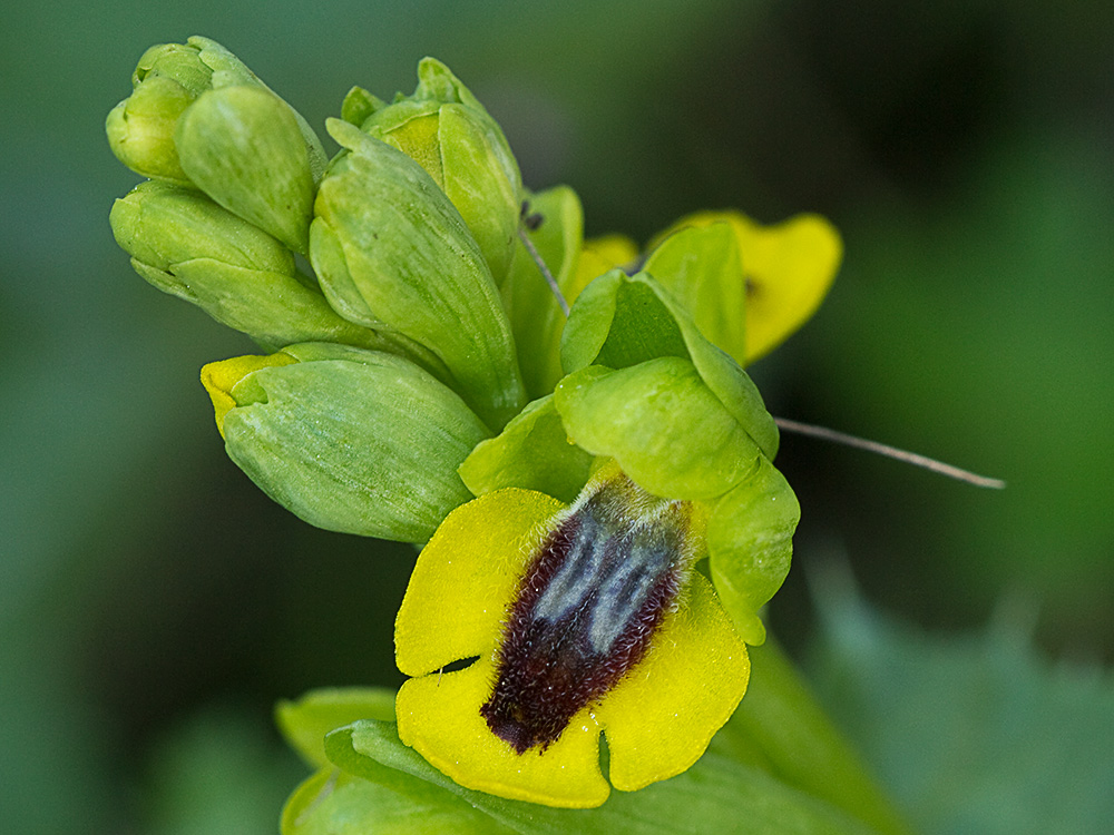 Abejera amarilla (Ophrys lutea)