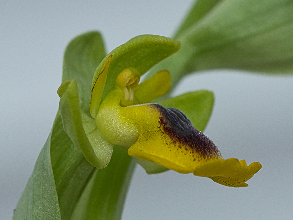 Abejera amarilla (Ophrys lutea)