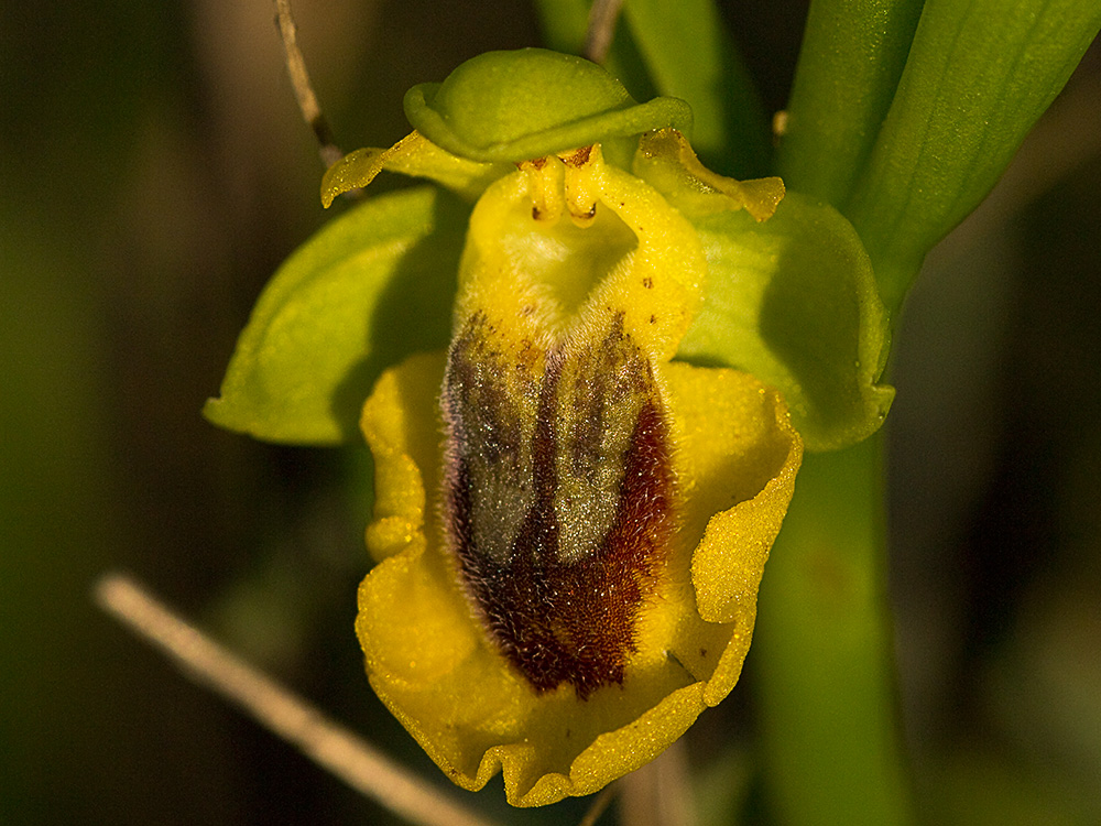 Abejera amarilla (Ophrys lutea)