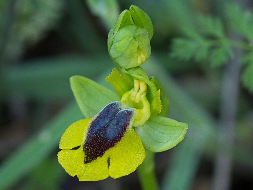 Abejera amarilla (Ophrys lutea)