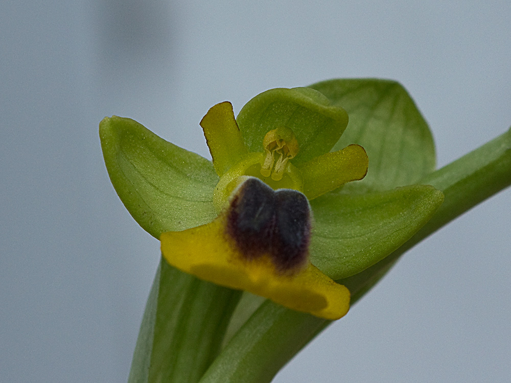 Abejera amarilla (Ophrys lutea)