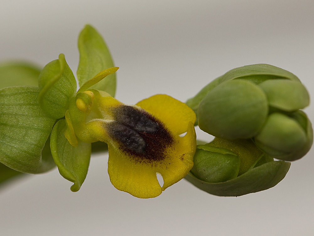 Abejera amarilla (Ophrys lutea)